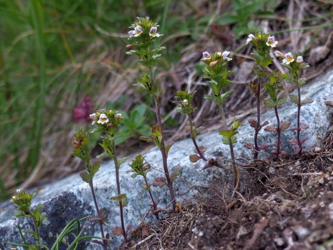 Euphrasia tatrae