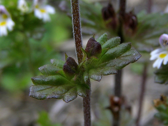 Euphrasia tatrae