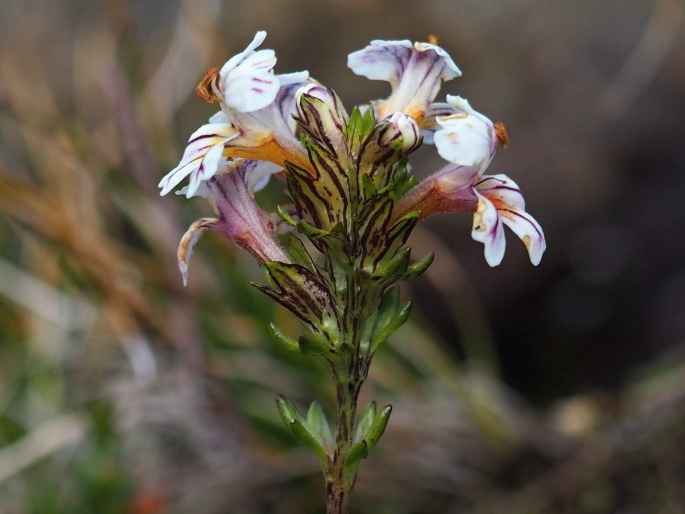 Euphrasia trifida