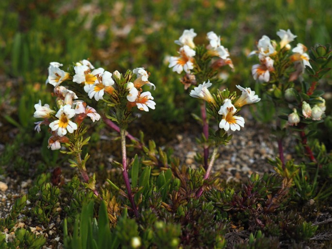 Euphrasia trifida
