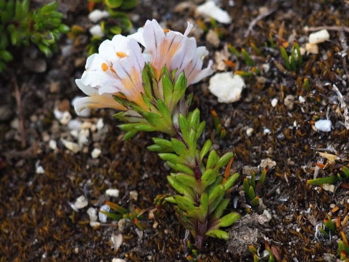 Euphrasia trifida