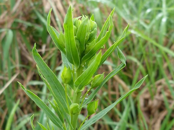 Euphorbia waldsteinii