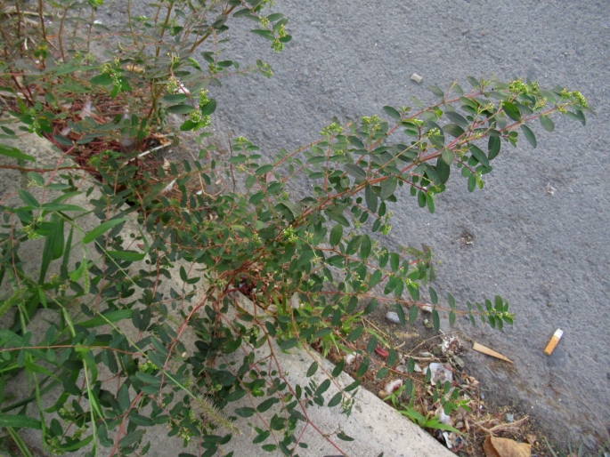 Euphorbia hypericifolia