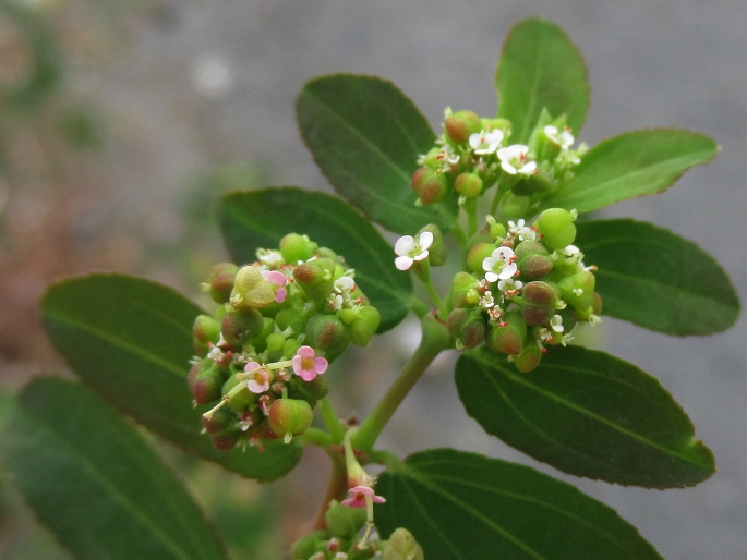 Euphorbia hypericifolia