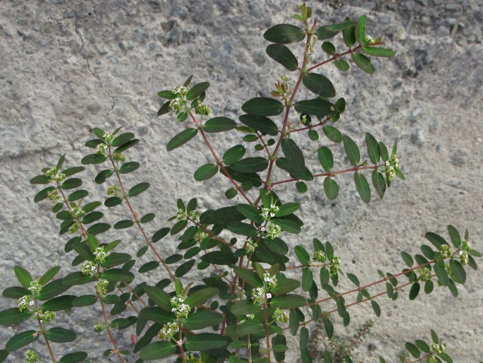 Euphorbia hypericifolia