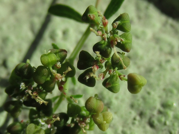 Euphorbia hypericifolia