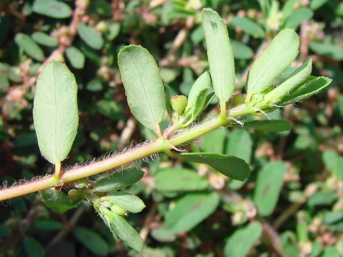 Euphorbia maculata