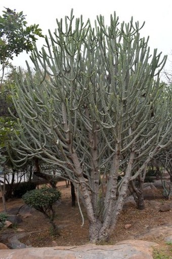 Euphorbia nivulia