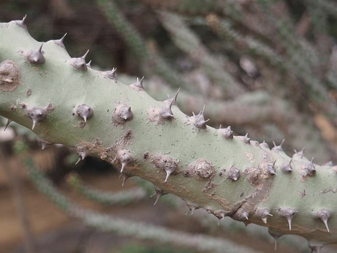 Euphorbia nivulia