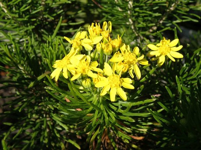 EURYOPS LINIFOLIUS DC.