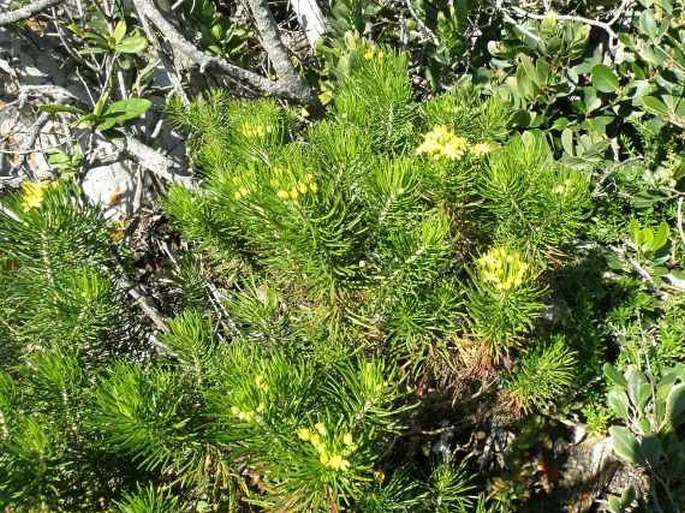 Euryops linifolius