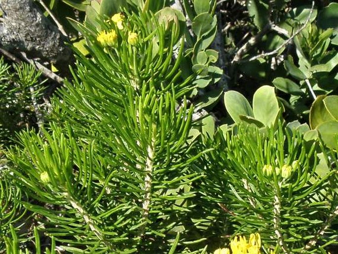 Euryops linifolius