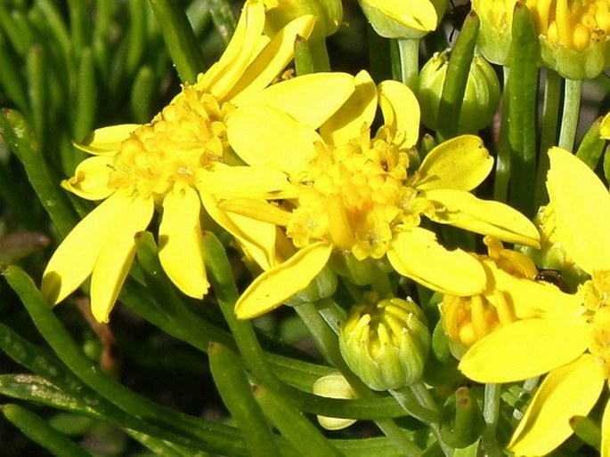 Euryops linifolius