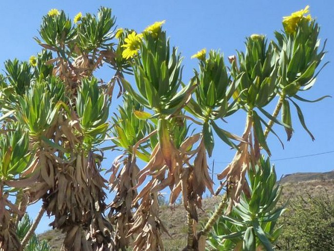 Euryops evansii