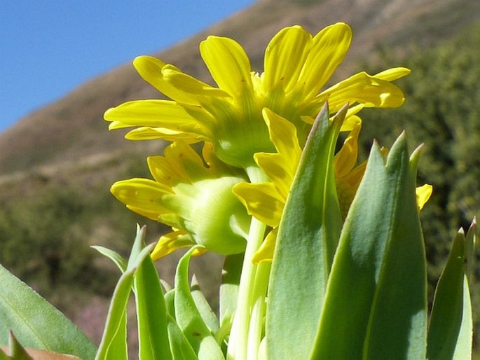 Euryops evansii