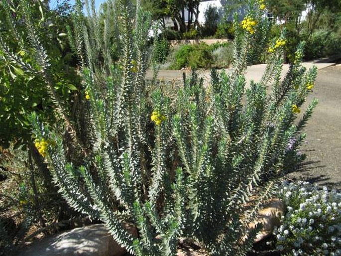 Euryops lateriflorus