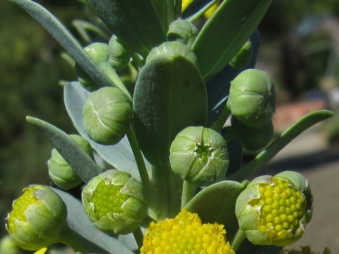 Euryops lateriflorus