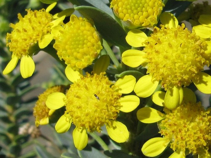 Euryops lateriflorus