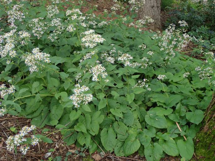 Eurybia macrophylla