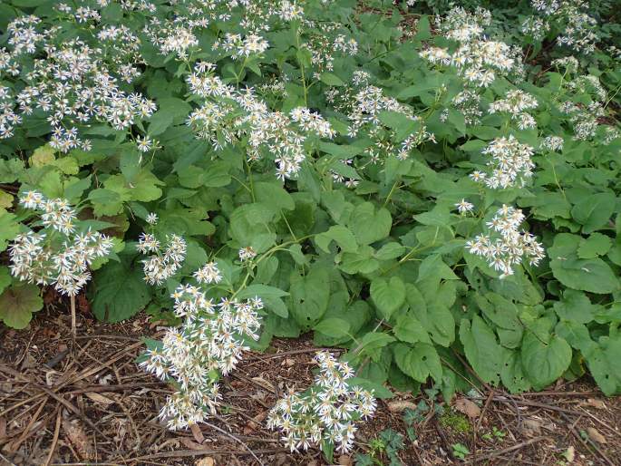 Eurybia macrophylla