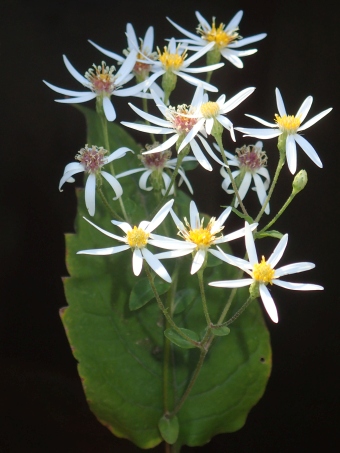 Eurybia macrophylla