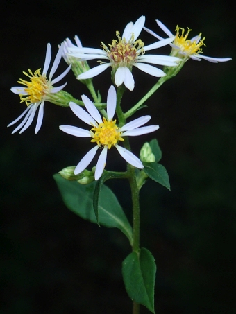 Eurybia macrophylla