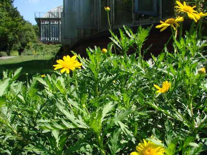 Euryops chrysanthemoides