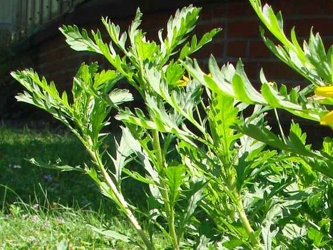 Euryops chrysanthemoides