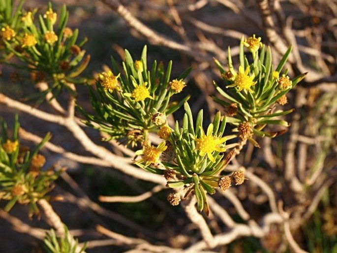 Euryops arabicus