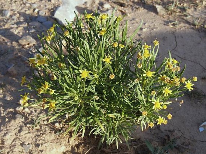 Euryops arabicus