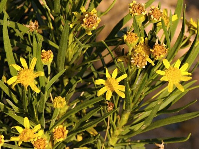 Euryops arabicus