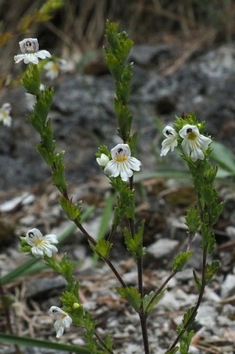 Euphrasia stipitata