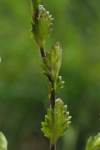 Euphrasia stipitata