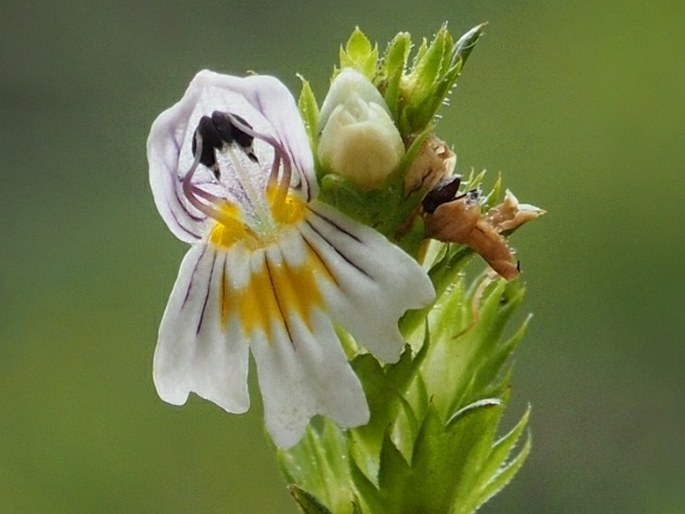 Euphrasia stipitata