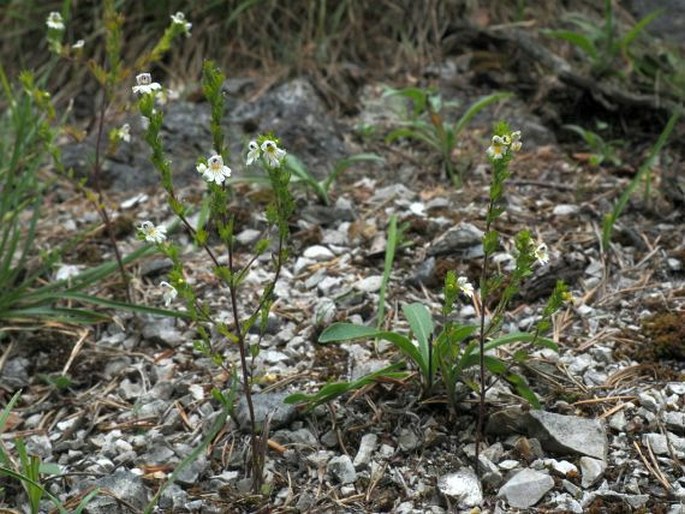 Euphrasia stipitata