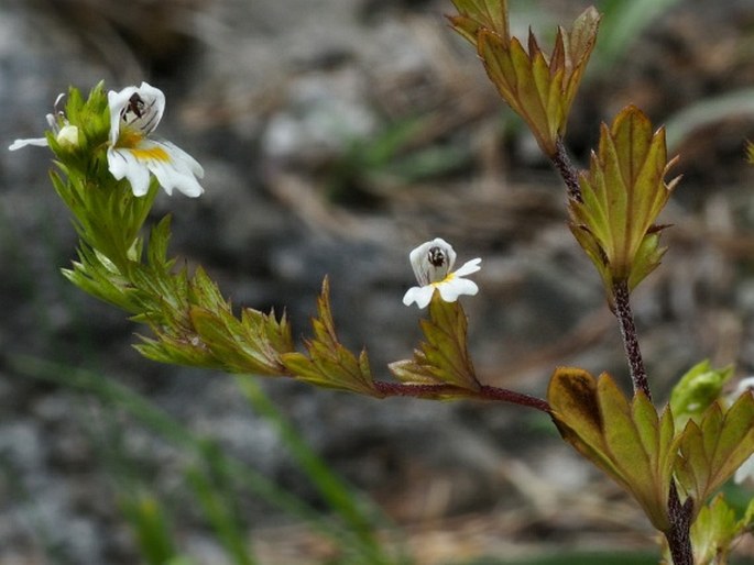 EUPHRASIA STIPITATA Smejkal – světlík stopečkatý / očianka stopkatá