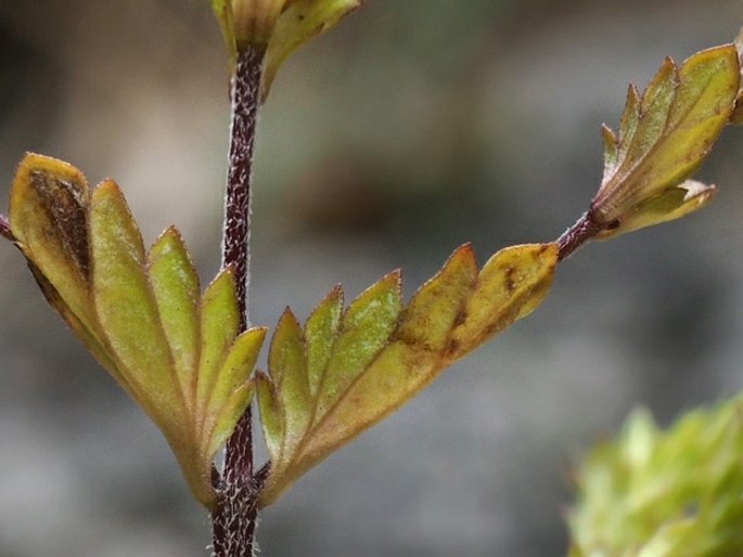 Euphrasia stipitata