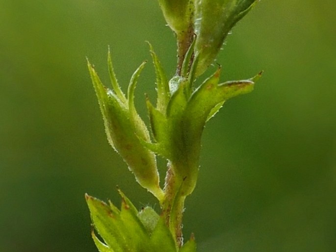 Euphrasia stipitata