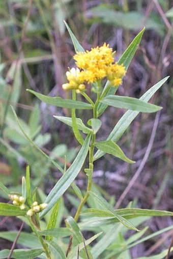 Euthamia graminifolia