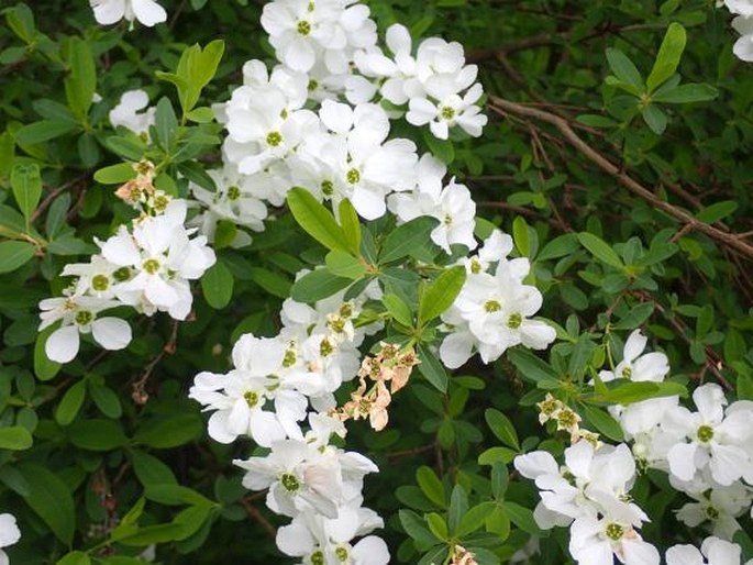 EXOCHORDA RACEMOSA (Fortune ex Lindl.) Rehder – hroznovec