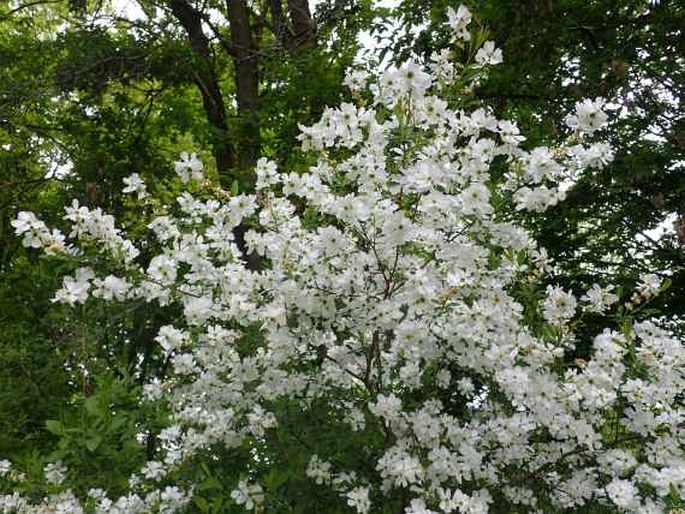 Exochorda racemosa