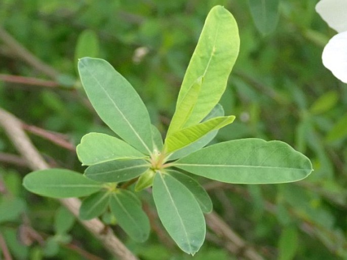 Exochorda racemosa