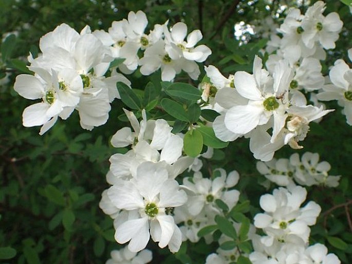 Exochorda racemosa