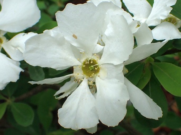 Exochorda racemosa