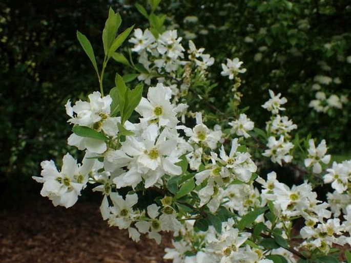 Exochorda racemosa