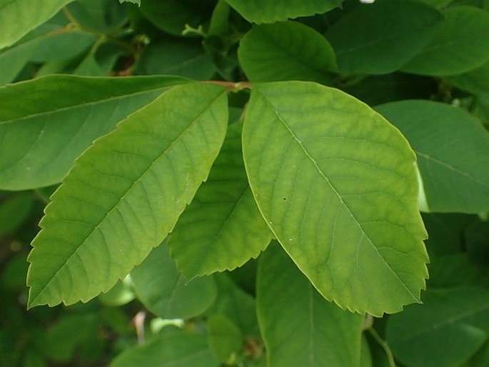 Exochorda racemosa subsp. serratifolia