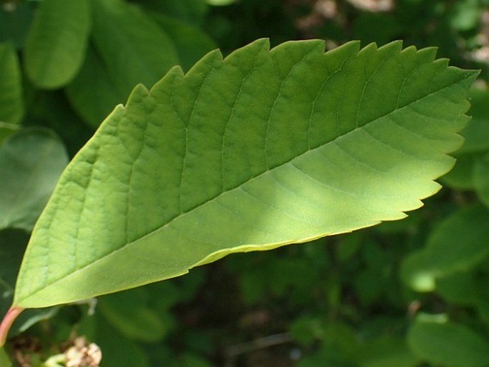 Exochorda racemosa subsp. serratifolia