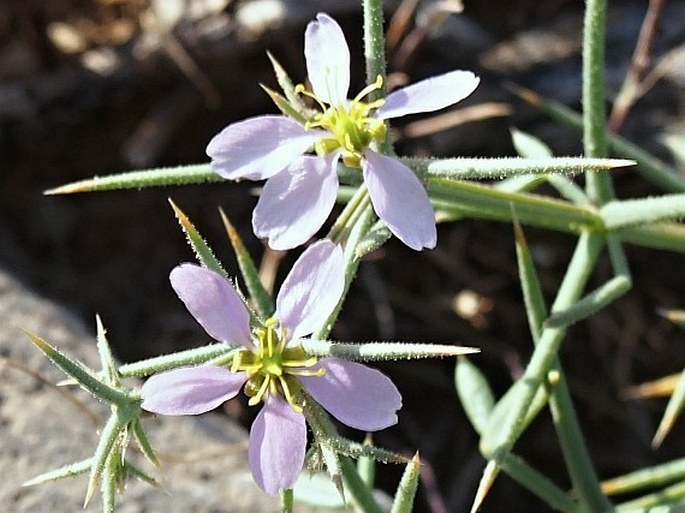 Fagonia bruguieri