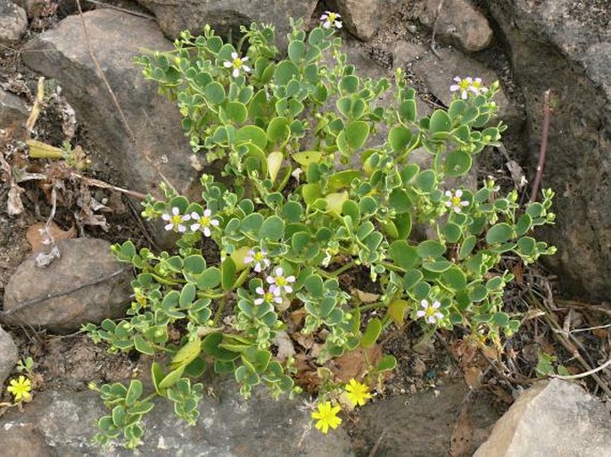 Fagonia luntii