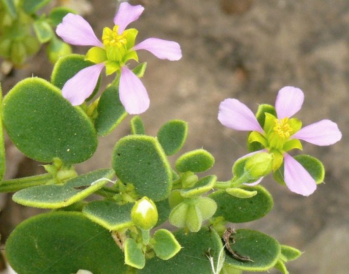 Fagonia luntii